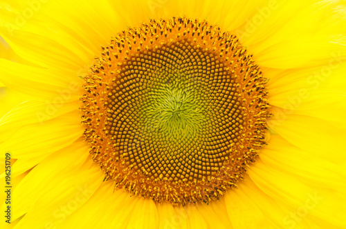 Sunflowers galore