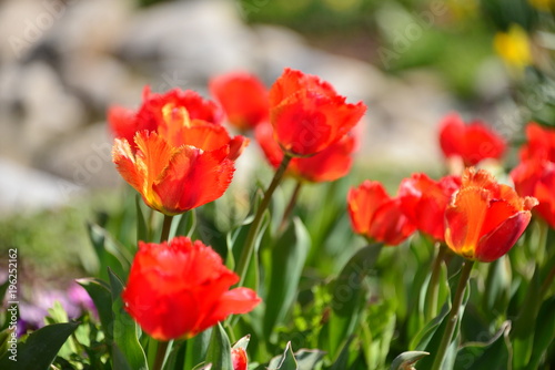 orange tulips © Sheri
