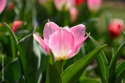 close up pink tulip