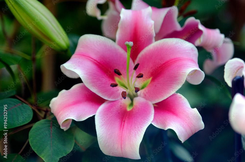 Naklejka premium flower