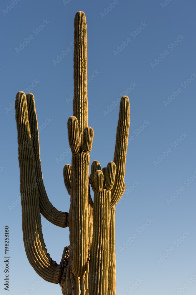 Arizona Saguaro Cactus in the deserts of the western United States