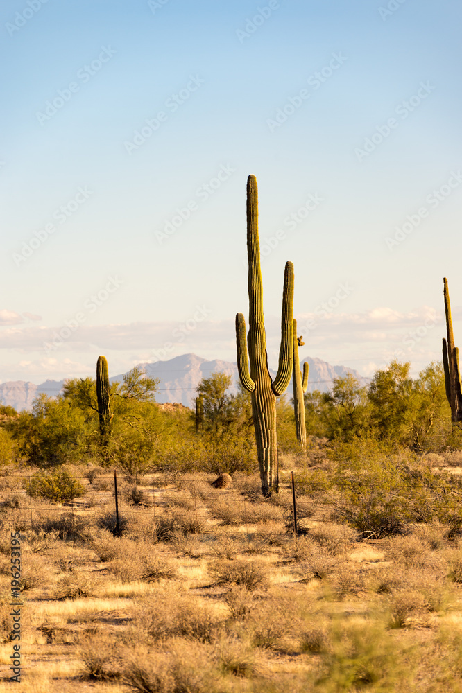 Arizona Saguaro Cactus in the deserts of the western United States