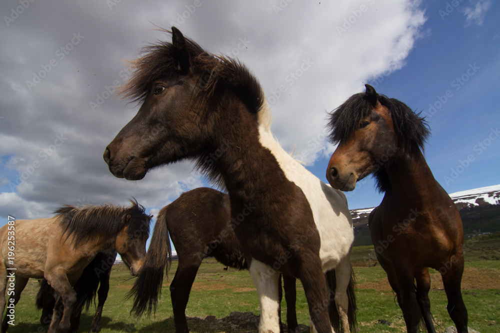 Fototapeta premium Luke zwiedza na rowerze obwodnicę wokół Islandii