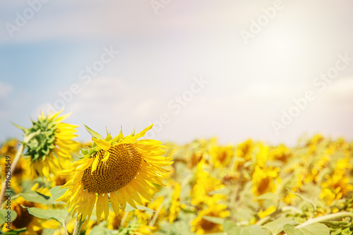 Beautiful sunflower on a  sunny sunflower field