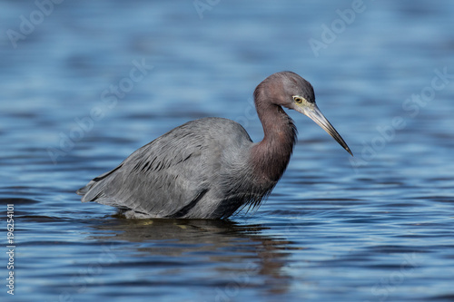 Little blue heron in search of a meal in the shallow waters of the lagoon