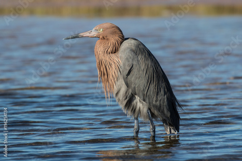 Reddish egret with ruffled feathers in the lagoon on a windy day