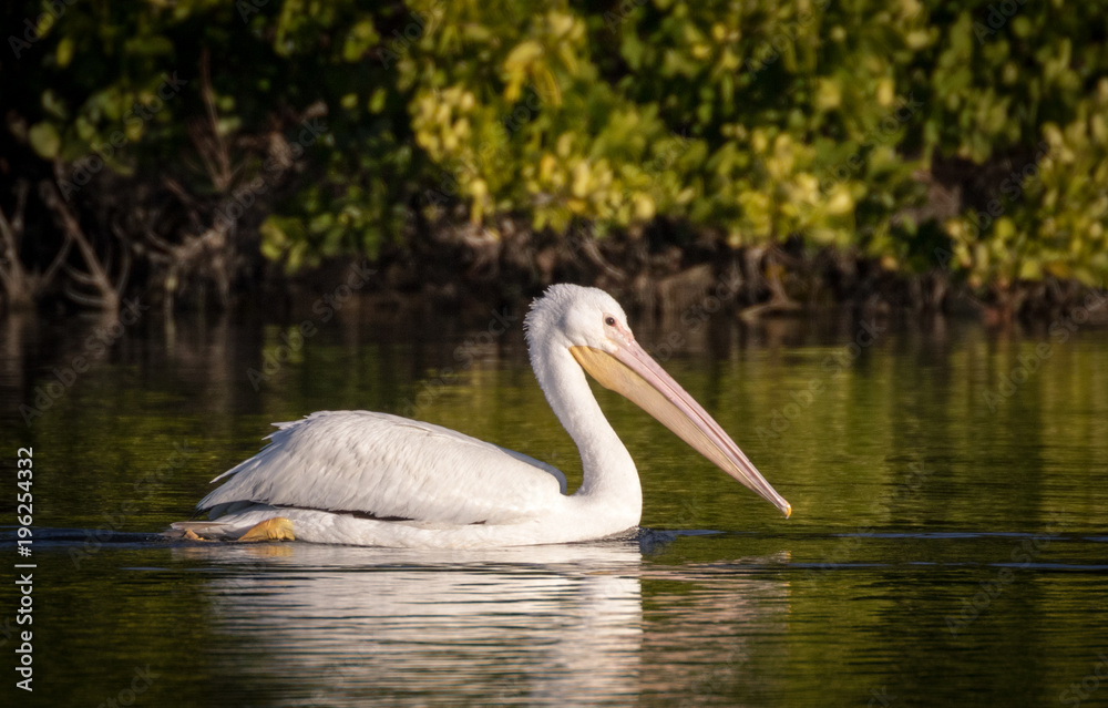 White pelican enjoying a swim with a background of mangrove trees and roots White pelican enjoying a swim with a background of mangrove trees and roots
