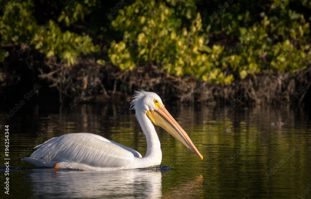 White pelican enjoying a swim with a background of mangrove trees and roots White pelican enjoying a swim with a background of mangrove trees and roots