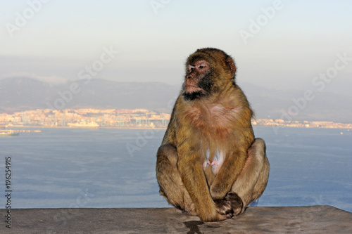 Berberaffe auf Gibraltar (Macaca sylvanus) - Barbary macaque