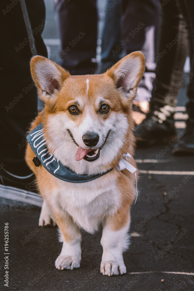 Corgi with tongue hanging out