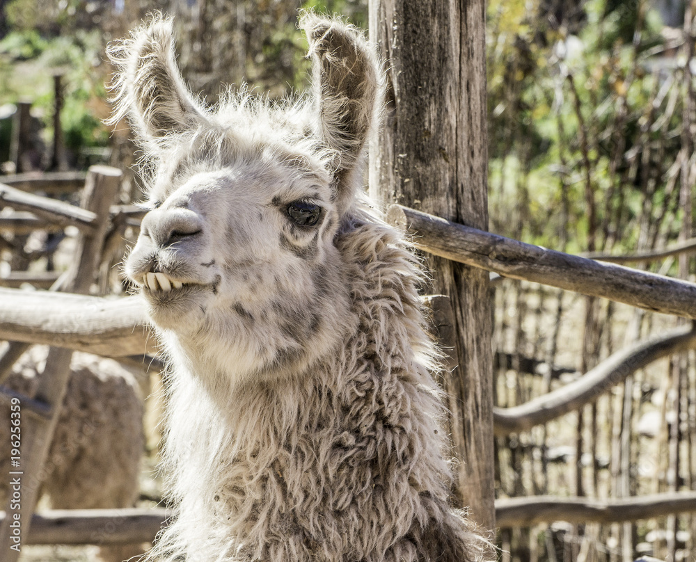 Portrait of a llama in Pisac, Peru