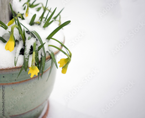 Snow covered Daffodills in a garden pot in early spring