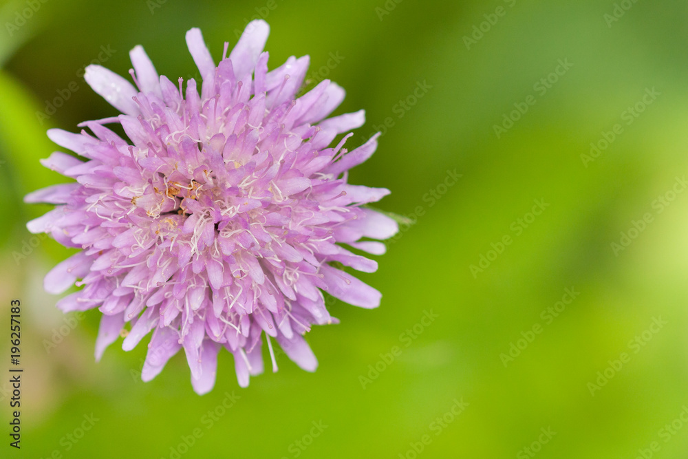 Light magenta flower with a beautiful bokeh Light magenta flower with a beautiful bokeh
