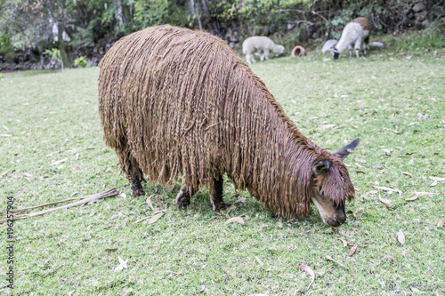 Exotic suri alpaca in the peruvian andes