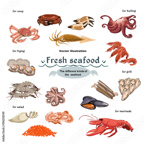 Sketch Colorful Marine Creatures Collection