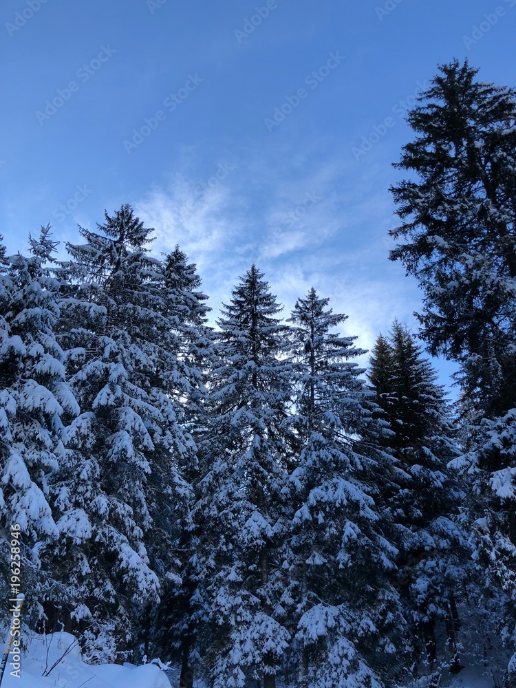 inverno alberi innevati 