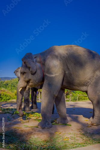 Amazing outdoor view of 2 beautiful huge elephants eating in a Jungle Sanctuary in Chiang Mai  in a gorgeous sunny day with blue sky