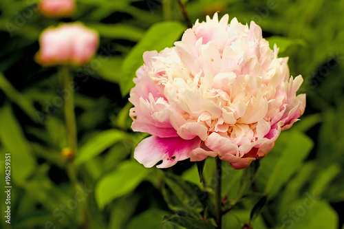 Large snowball peony closeup with buds in the background