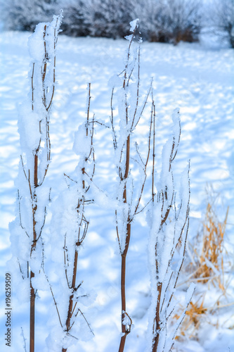 Winter close up dry grass in the frost