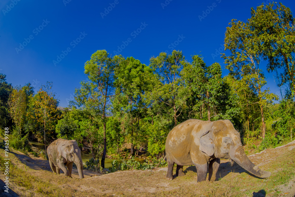 Fototapeta premium The Young Elephant walk near the riverbank in the nature, in Elephant jungle Sanctuary, in Chiang Thailand