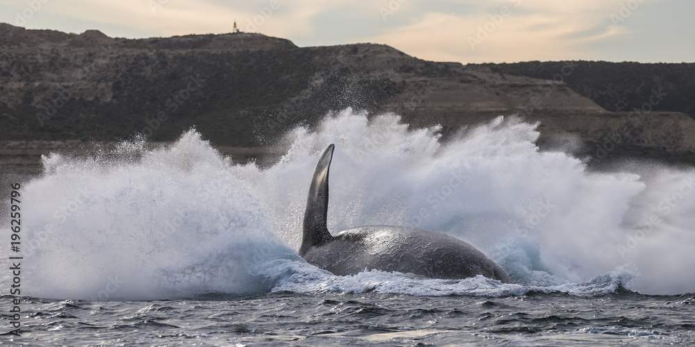 Fototapeta premium Southern Right Whale Jump, Patagonia, Argentina