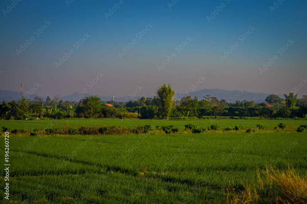 Beautiful outdoor view fo fields plantation of rice located at the Golden Triangle. Place on the Mekong River, which borders three countries - Thailand, Myanmar and Laos