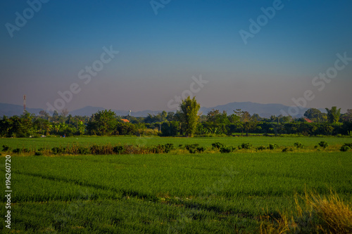 Beautiful outdoor view fo fields plantation of rice located at the Golden Triangle. Place on the Mekong River, which borders three countries - Thailand, Myanmar and Laos photo