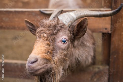 brown adult goat photo