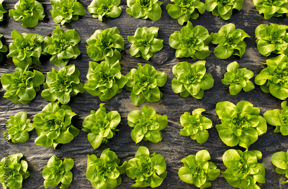 Top view of lettuce in greenhouse ; directly above Top view of lettuce in greenhouse ; directly above