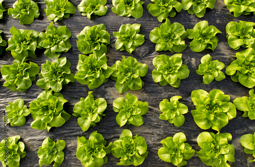 Top view of lettuce in greenhouse ; directly above