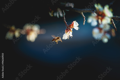 Spring flowering, pollination by bees. Close-up, bright, toned photo, fruit blossoming tree branches. Honeybees collect nectar and pollen. Signs of spring.