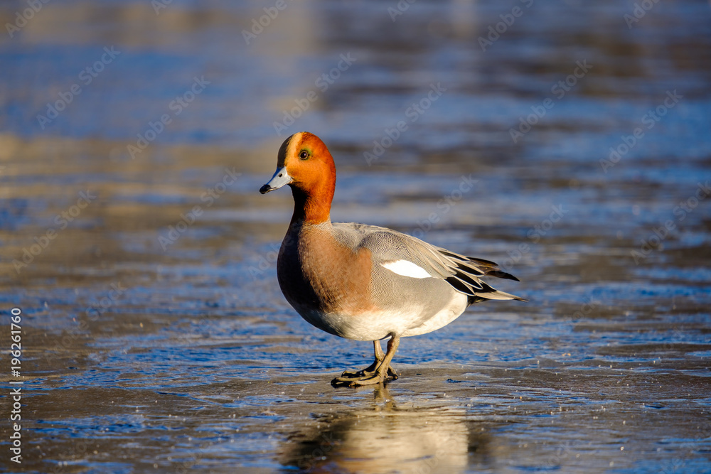 Eurasian wigeon ( Anas Penelope ) Eurasian wigeon ( Anas Penelope )