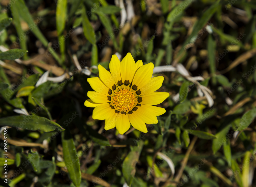 beautiful yellow daisy flower nature background beautiful yellow daisy flower nature background