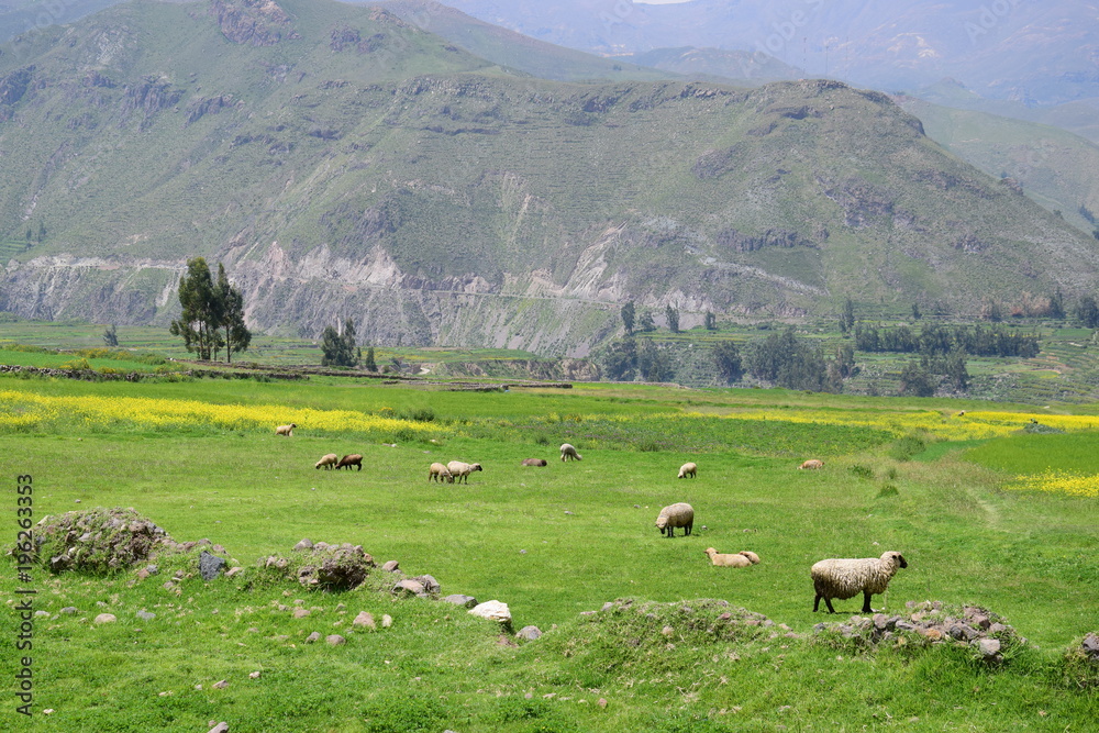 peruvian landscape