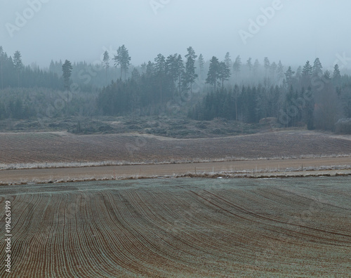 field with short grass and clay. Forest with fog in the background