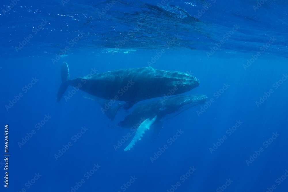 Fototapeta premium Humpback Whales Glide Through the Caribbean Sea
