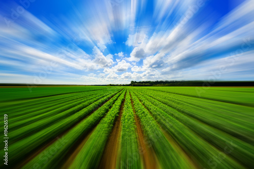 Agriculture vegetable field with motion blur