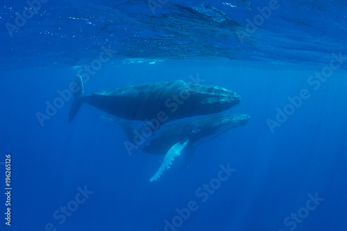 Humpback Whales Glide Through the Caribbean Sea © ead72
