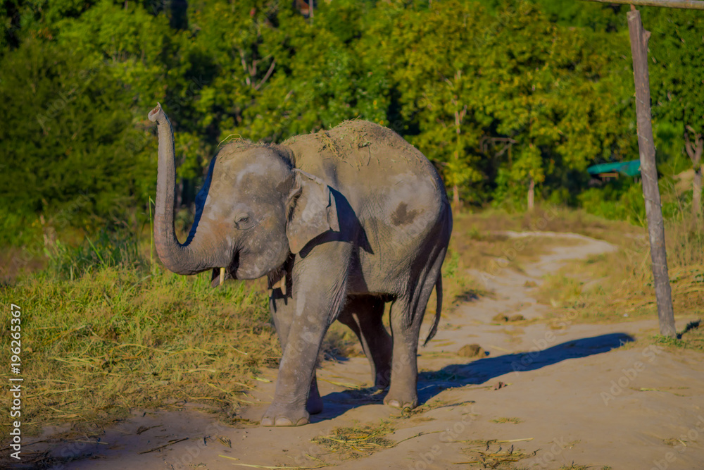 Outdoor view of a young elephant walking in the nature, in Elephant jungle Sanctuary, with a forest behind, in Chiang
