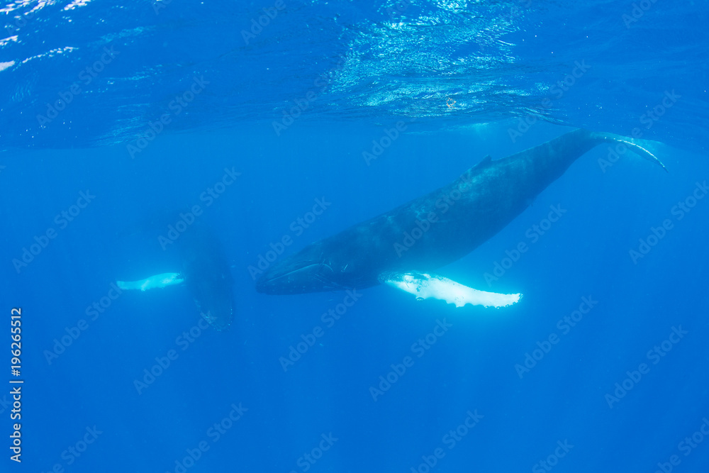 Fototapeta premium Humpback Whales in Clear, Blue Water