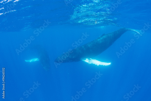 Humpback Whales in Clear, Blue Water