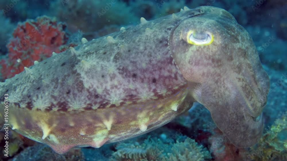 Broadclub Cuttlefish, profile view. Turns to face the camera. Close view of the texture and colors of the body skin and tentacles. Lembeh Strait, North Sulawesi, Indonesia. Broadclub Cuttlefish, profile view. Turns to face the camera. Close view of the texture and colors of the body skin and tentacles. Lembeh Strait, North Sulawesi, Indonesia.