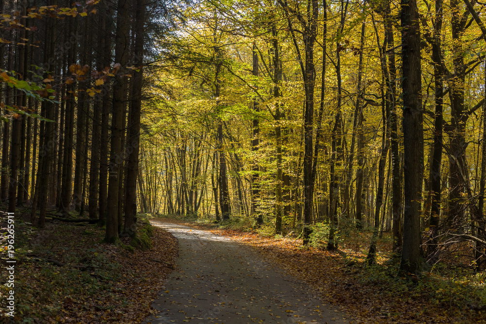 Amazing dark european forest path with pine trees with fallen leaves from autumn and sun rays sunbeam on the background Amazing dark european forest path with pine trees with fallen leaves from autumn and sun rays sunbeam on the background