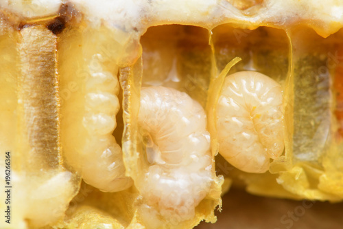 Larva Honey Bee in Bee hive.