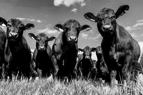 Fotografie, Obraz Black Angus herd - low angle BW