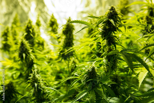 Marijuana cultivation indoor growing, Cannabis plants in grow box
