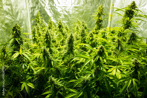Cannabis cultivation indoor growing, Marijuana plants in grow box