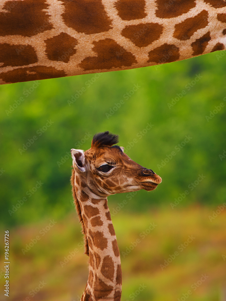 Fototapeta premium Giraffe calf below the neck of her mother