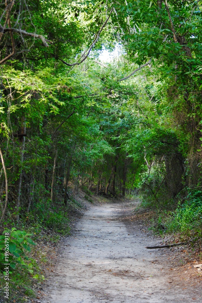 Fototapeta premium Shady Lane 2