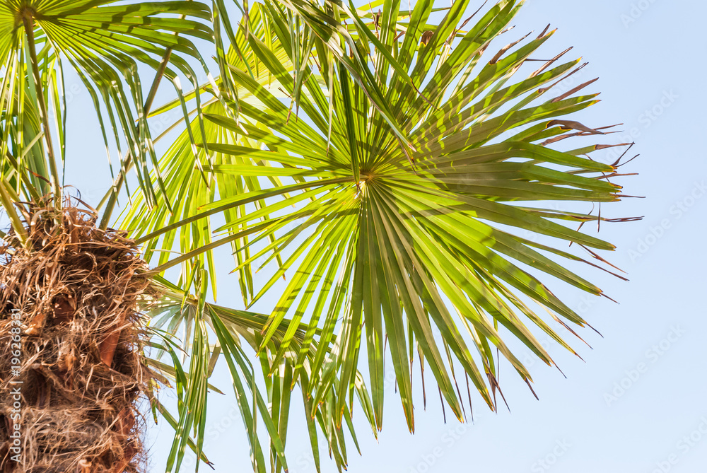 Fototapeta premium Palm tree of the genus Sabal palmetto against the blue sky